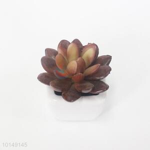 Succulent plastic pots for plants wholesale