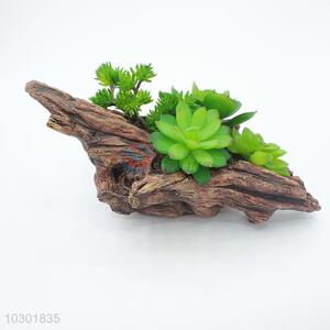 Competitive price simulation succulent plants