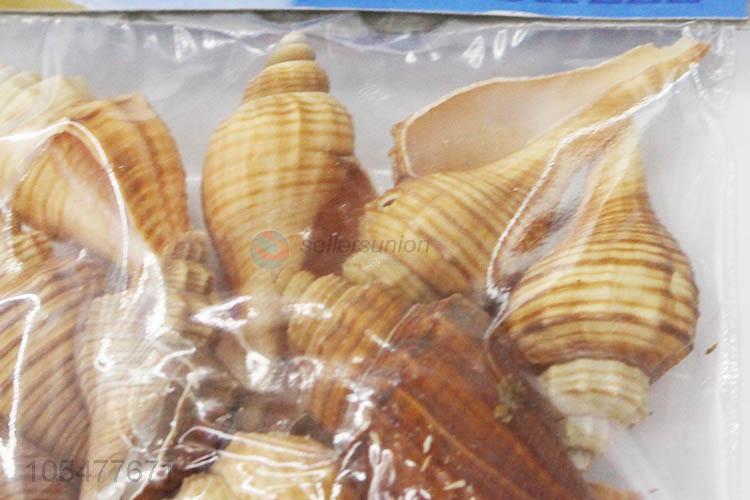 Good Quality Ocean Shell Natural Shell Craft Set