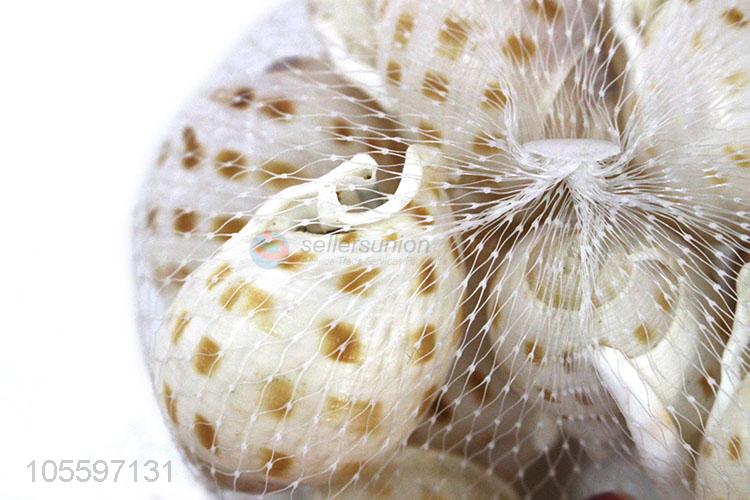 Fashion Natural Conch Best Decorative Shell Craft