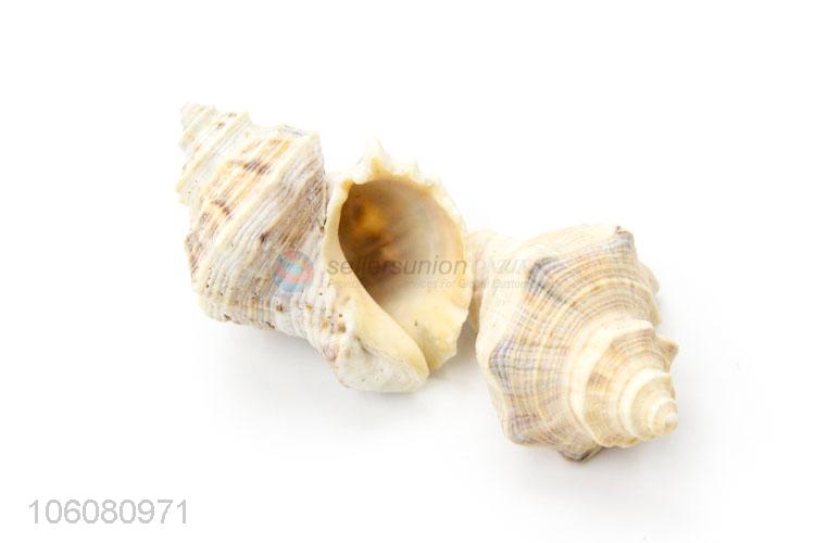 Low price ocean craft sea shells