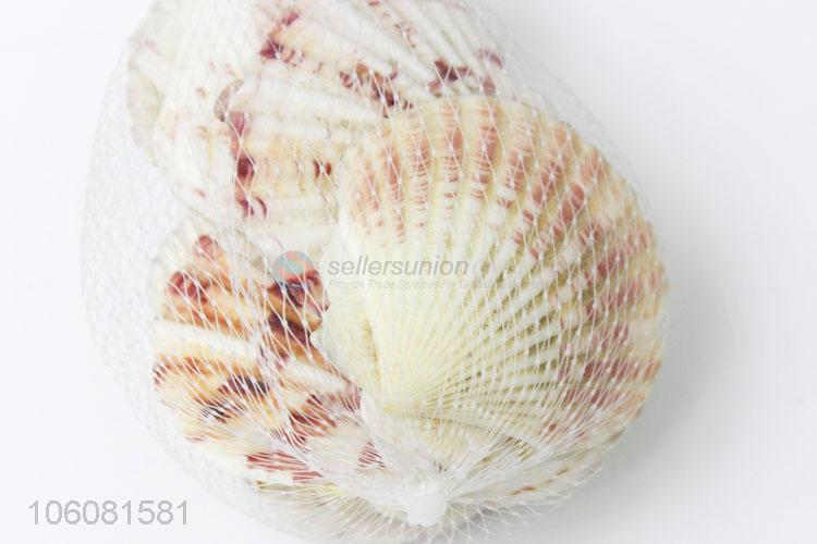 New popular sea shell best decorative shell craft