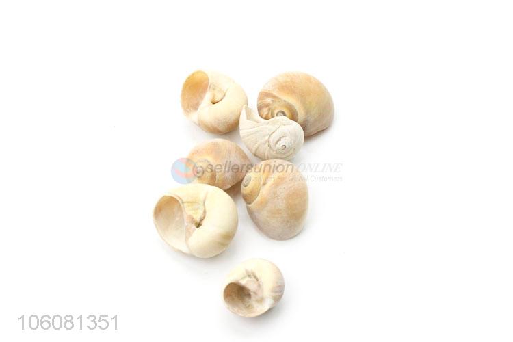 cheap assorted sea shells beach crafts for home decoration