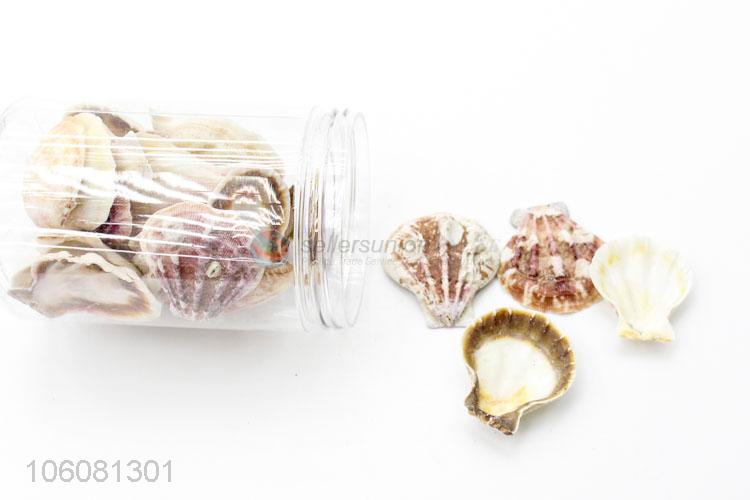 High quality china supplier natural sea shells