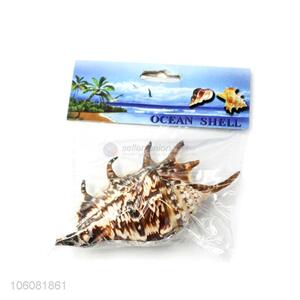 Newest natural sea shell fashion shell conch crafts set